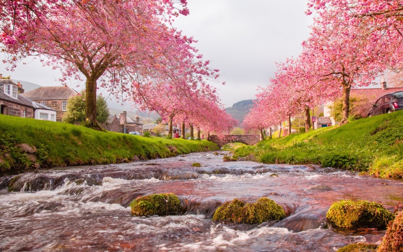 green, blooming, phones, 4K, stones, desktop, moss, japan, pink, trees, sakura, river, mobile, flowers, grass, background