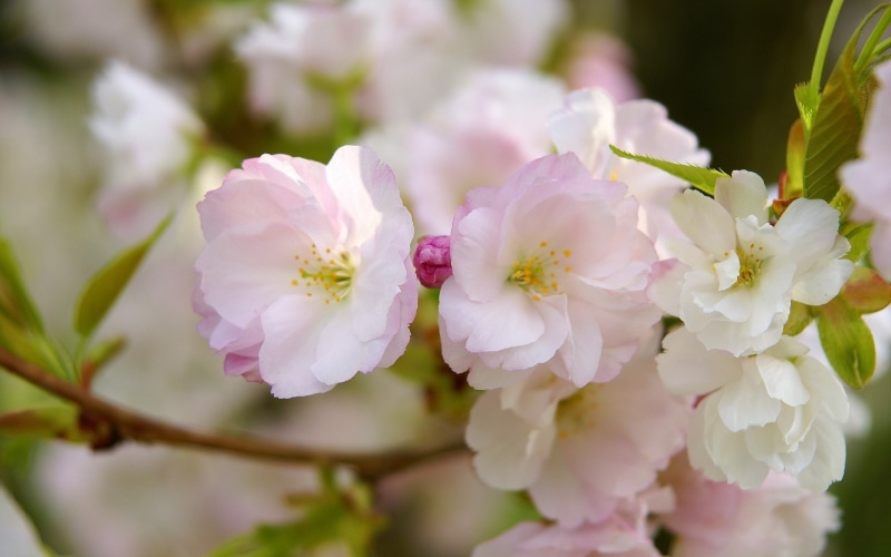 1080P, Macro, Photography, Bloom, petaled, pink, Sakura, Flower, flowers, white, Spring, Petals