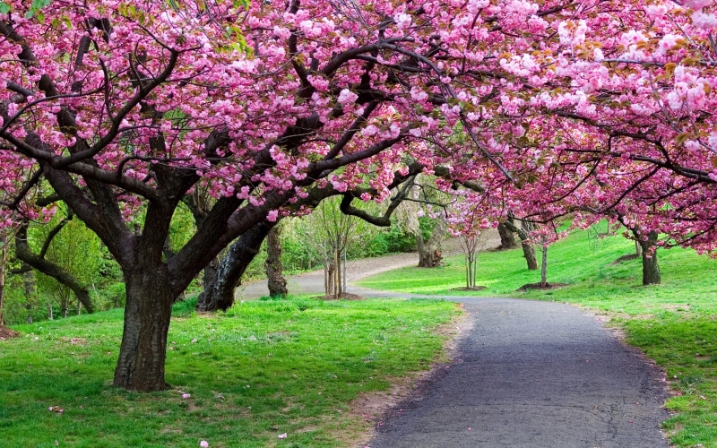 green, blossoms, trees, pink, hd, ppark, japan, flowers, grass, 4K, beautiful, blooming