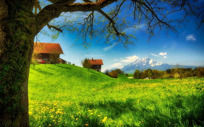 2K, greens, Grass, Houses, Meadow, Spring, Flowers, Tree, Mountains, Sunny