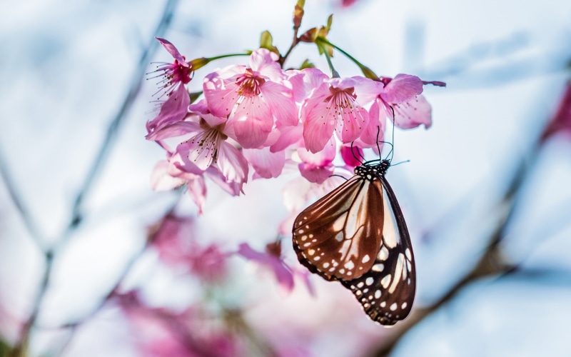 Spring, Sakura, 1080P, Blur, Pink, Bloom, Twig, Flowers, Butterfly