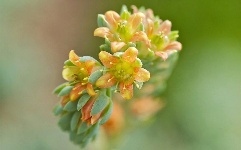 Yellow, Flowers, Background, 1080P, Orange, Blur