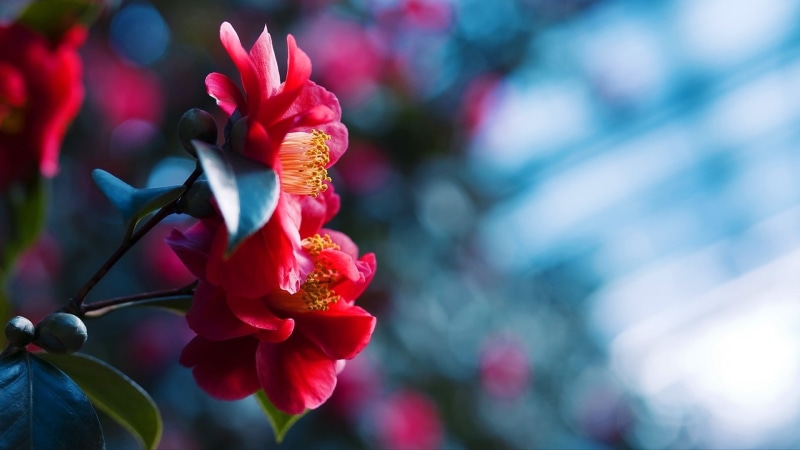 Background, Blue, Red, Blossom, Blurred, 1080P, Flowers
