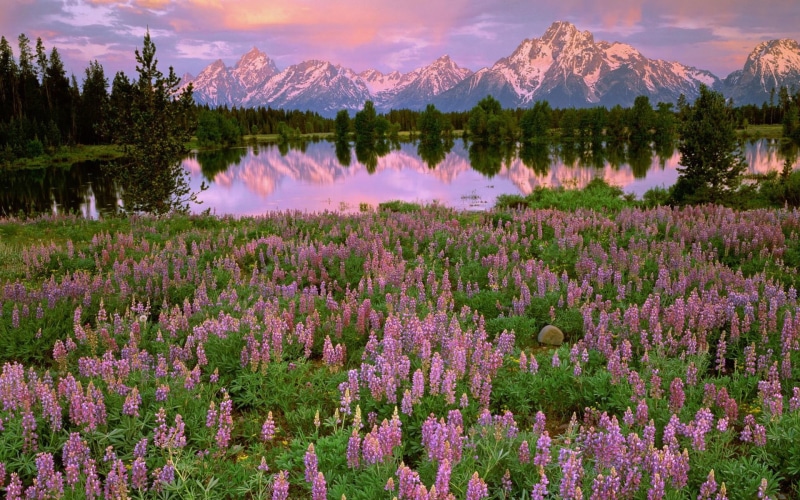 Reflection, Water, Mountains, Fields, Meadow, 1080P, Flowers, Pink, Lake, Sunset