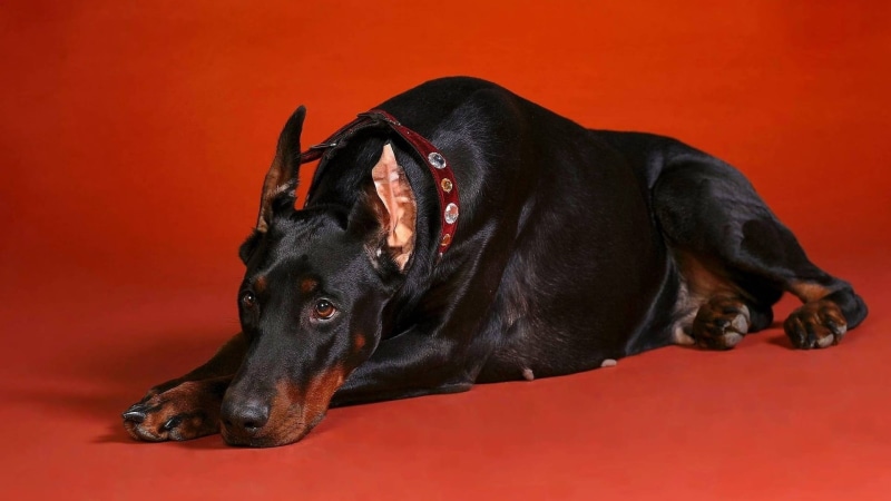 guard Dog, studio shot, miniature Pinscher, domestic, animal Ear, dog, down, human Face, pets, labrador retriever, 1080P, doberman Pinscher, looking, colored background