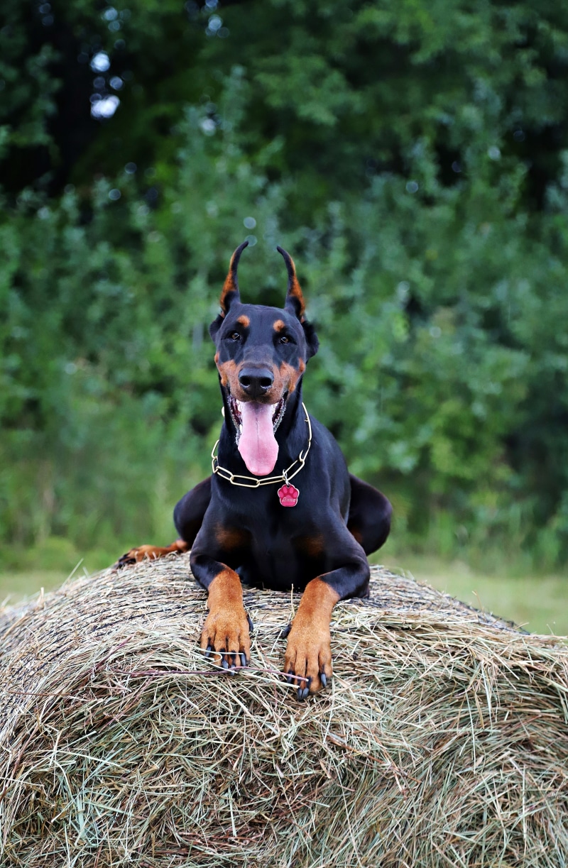 walk, 5K, dog, mammal, tree, day, nature, black color, field, doberman, focus on foreground, outdoors, animal, canine, no people, haystack, land, plant