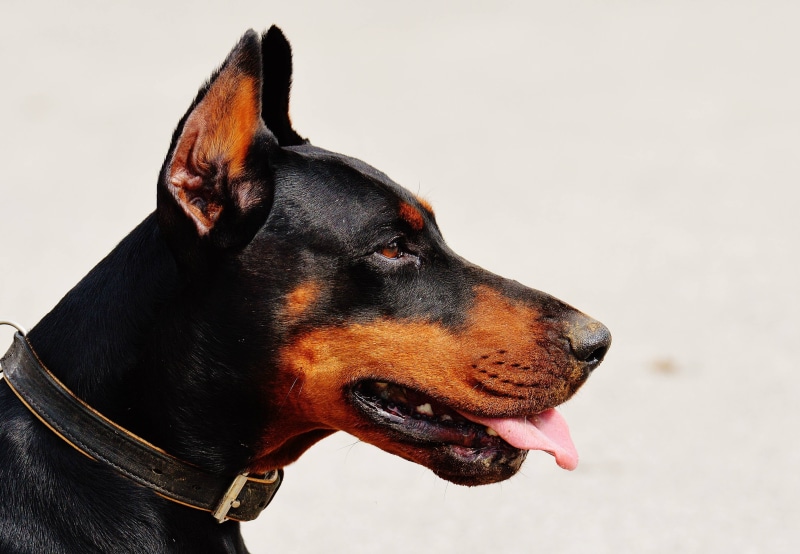 4K, pet, race, nature, dog, doberman, animal, world