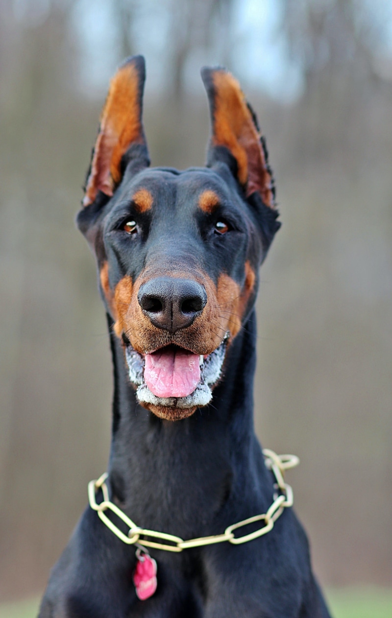 domestic animals, collar, mammal, animal themes, photo, 2K, panting, mouth open, facial, animal head, doberman, canine, animal body part, domestic, animal tongue