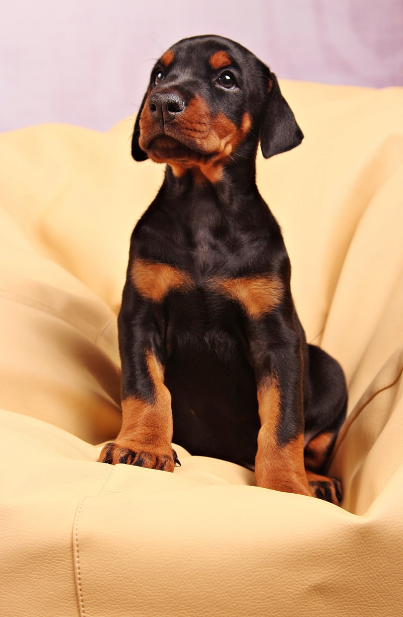 vertebrate, animal, mammal, domestic animals, 2K, black color, no people, domestic, dog, pinscher, looking, sitting, animal themes, furniture, looking away