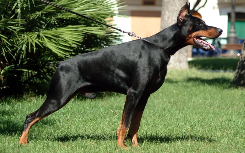 guard Dog, no people, obedience, animal themes, puppy, tan, mouth open, miniature Pinscher, black Color, day, looking, land, one Animal, domestic, hound