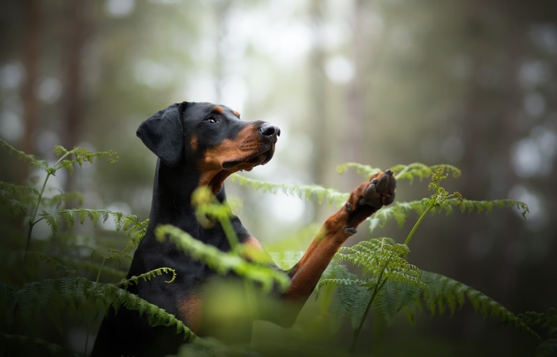 1080P, Doberman Pinscher, Fern, Pet, Dogs, Dog