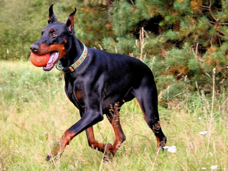 outdoors, mammal, land, day, nature, canine, black color, one animal, vertebrate, animal, Pinscher, dogs, animal themes, Doberman, domestic animals, purebred dog