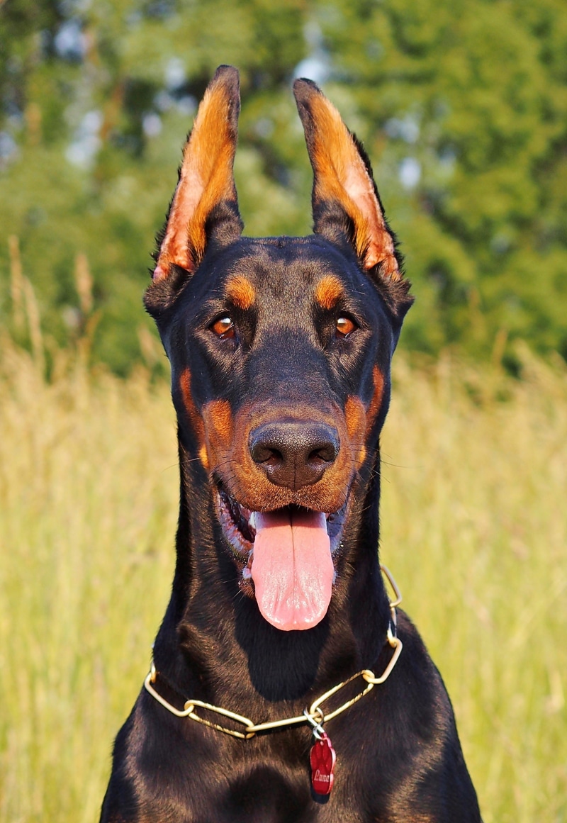 animal, focus on foreground, pet collar, mammal, purebred dog, field, pinchner, animal tongue, 2K, domestic animals, day, one animal, no people, doberman