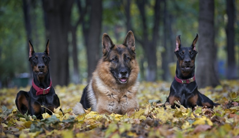 Dog, pets, domestic animals, one animal, Dogs, purebred dog, day, plant, tree, mammal, Doberman Pinscher, nature, German Shepherd, no people, sitting, land