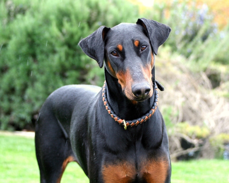 dogs, doberman, 2K, pinscher, dog