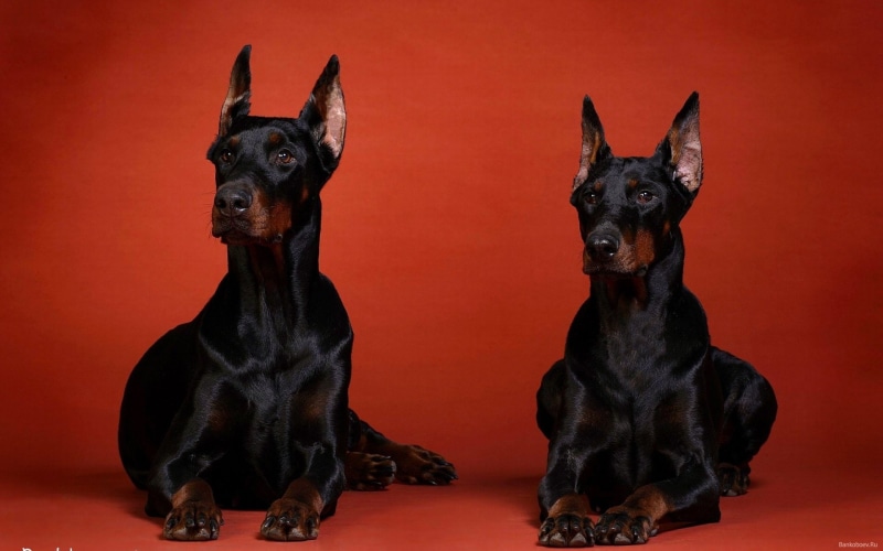 Dogs, 1080P, Doberman Pinscher