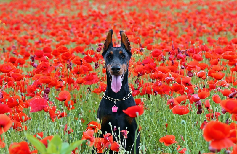 flower, domestic, canine, pets, flowering plant, domestic animals, nature, plant, mammal, summer, doberman dog, outdoors, poppy, animal themes, flowers