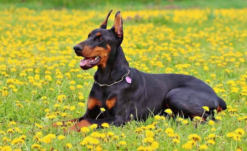 no people, daytime, pinscher, grass, miniature Pinscher, doberman Pinscher, adult, day, plant, pets, dog, purebred Dog, land, black, one animal, animal