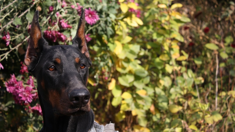 focus on foreground, animal head, plant, looking at camera, portrait, mammal, animal themes, vertebrate, pets, nature, canine, one animal, dog, close-up