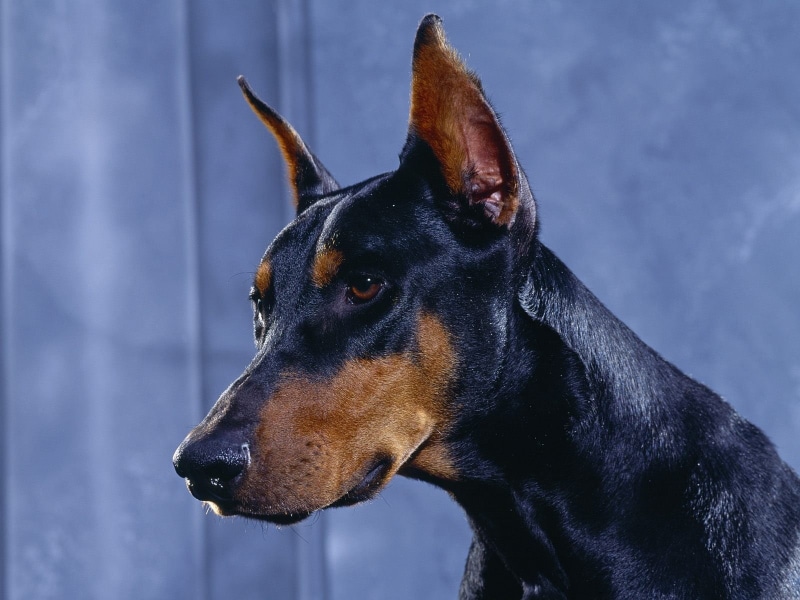 animal, nature, black Color, obedience, cute, miniature Pinscher, no people, dobermann, animal themes, tan, animal Head, looking, animal body part, puppy