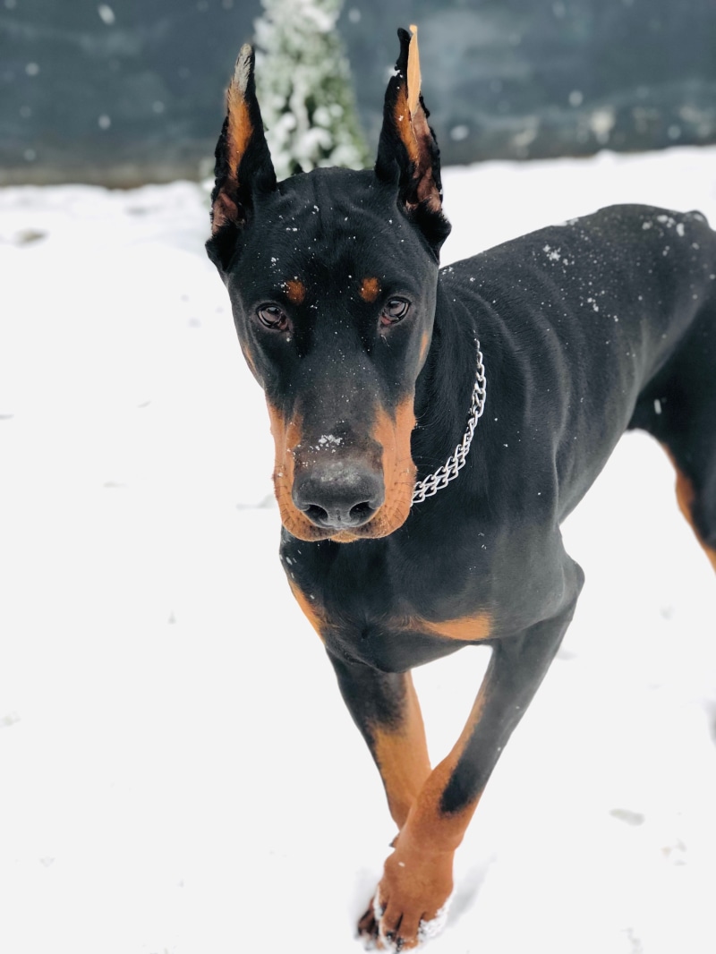 one animal, focus on foreground, winter, nature, animal themes, no people, pet collar, snow, black color, purebred dog, animal, ashanti, hicarus hic of