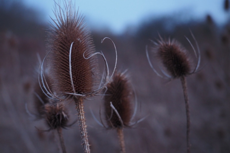 buds, 4K, nature, brown, macro, dandelion, flower, close-up, plant