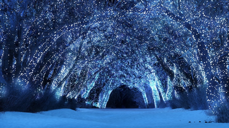 coniferous tree, night, storm, snowing, plant, environment, nature, blue, land, snow, winter, dark, cold temperature, frozen, landscape, blizzard, 2K