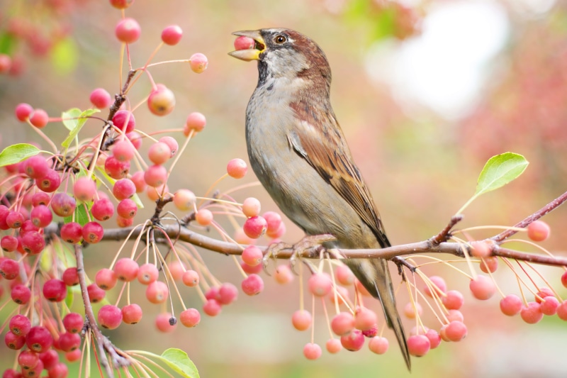 day, outdoors, berries, food and drink, bird, animal, bird with berry, fall, small, focus on foreground, no people, one animal, healthy eating, animal themes