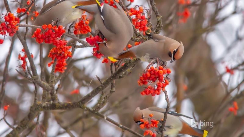 nature, animals, waxwings, berries, birds, 1080P