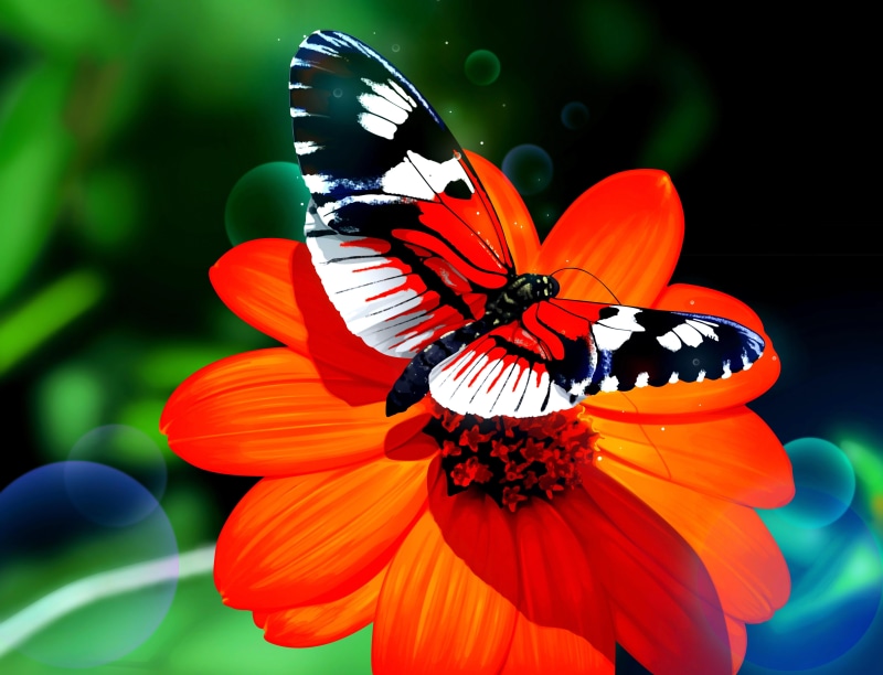 flutterby, flower, beauty, lovely, nature, orange, butterfly, 5K, beautiful