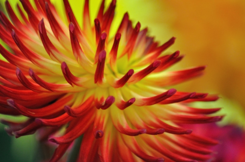 DAHLIA, flower Head, close, plant, single Flower, red, petal, flower, close-up, beauty In Nature, 4K, yellow, photo, macro, nature