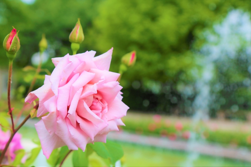 focus on foreground, petal, no people, garden, day, close-up, selective focus, pink color, outdoors, nature, flowering plant, inflorescence, spring, love