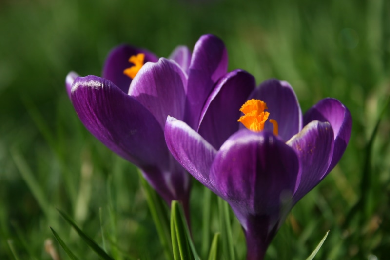 beauty In Nature, Crocus, springtime, purple, plant, flower, green Color, freshness, Waxy, NO LIMITS, grassroot, nature, daytime, tulip, 4K, close-up