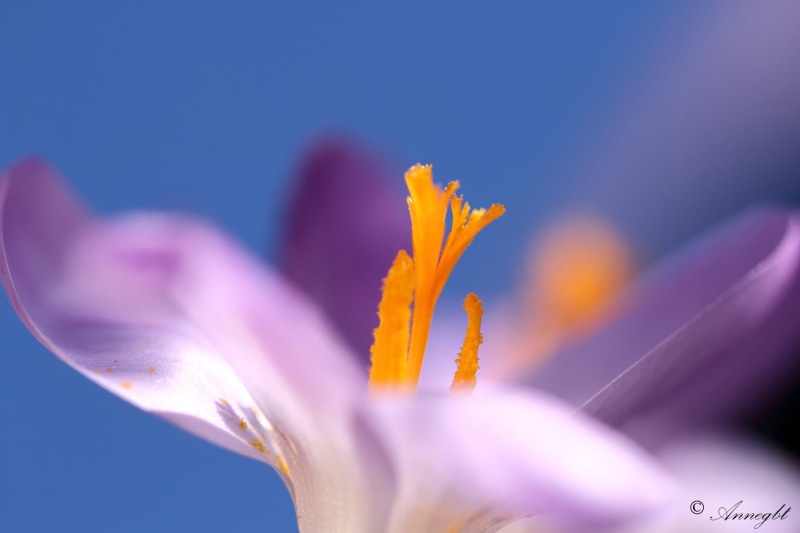 flower Head, close-up, purple flower, nature, 1080P, Crocus, beauty In Nature, ciel, flower, photography, selective, petal, focus, plant, purple, selective focus
