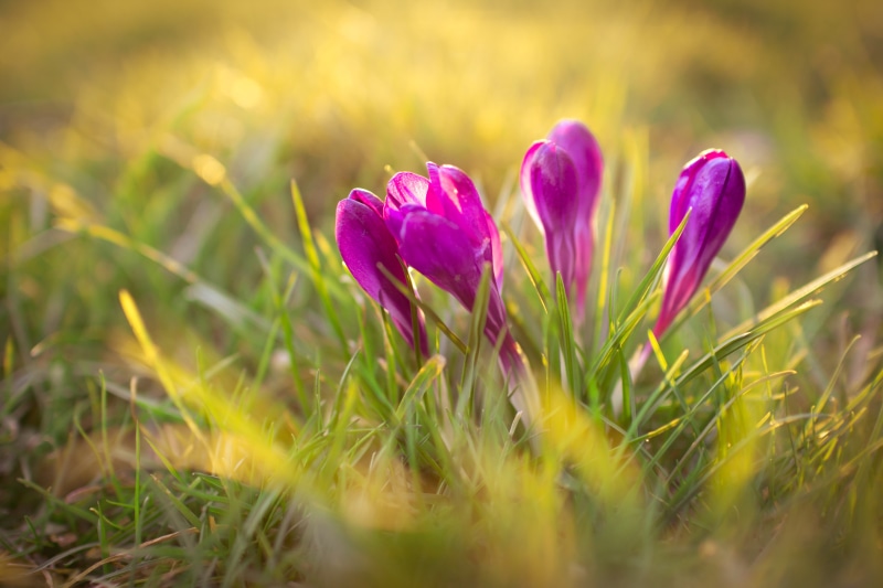 grass, fragility, field, outdoors, clover, flowering plant, beauty in nature, close-up, selective focus, land, springtime, plant, iris, green color, pink color