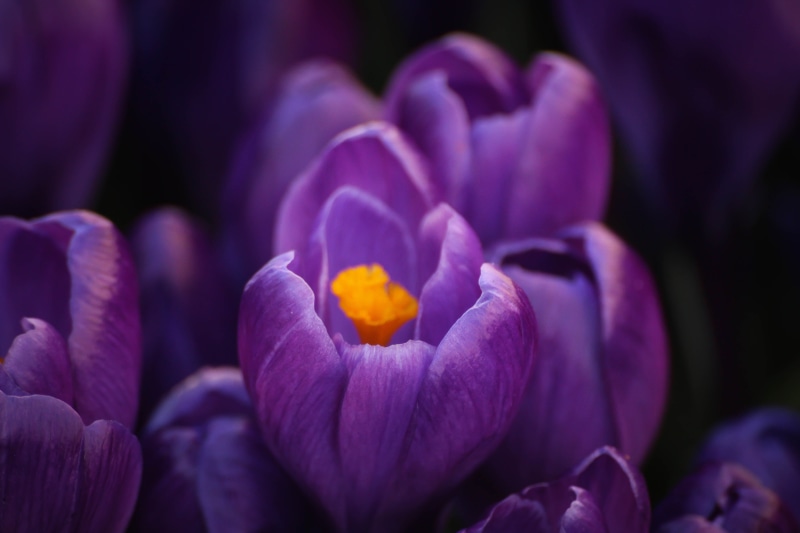 flowers, close-up, close, flower Head, beauty In Nature, spring, Flower, freshness, Crocus, plant, krokus, purple, 5K, nature, bloom, yellow, in bloom