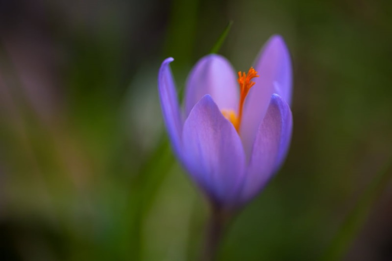 Belleza, galicia, macro, coruña, flower, photo, flower Head, petal, silvestre, purple, spain, Crocus, beauty In Nature, nature, 480P, summer, close-up