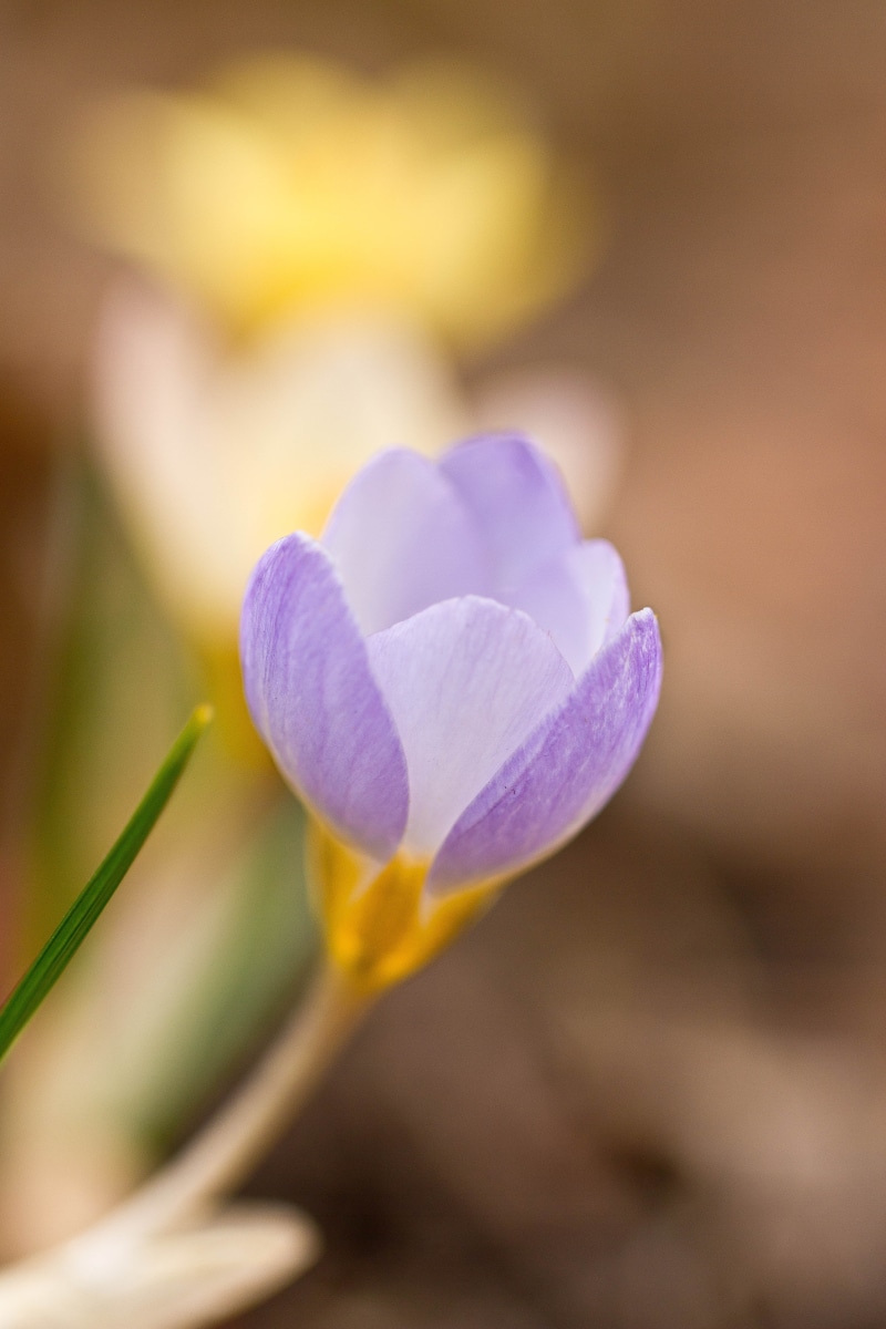 nature, Colorado, Crocus, plant, Denver Botanic Gardens, petal, macro, flower, beauty In Nature, bulbs, purple flower, flower bud, close-up, purple, flowers