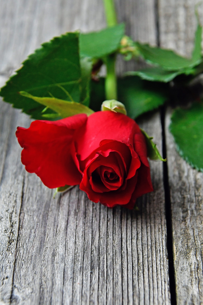 vulnerability, table, red, roses, close-up, 5K, inflorescence, plant, rose bouquets, petal, flowering plant, rose, leaf, no people, romantic, love, beauty in nature