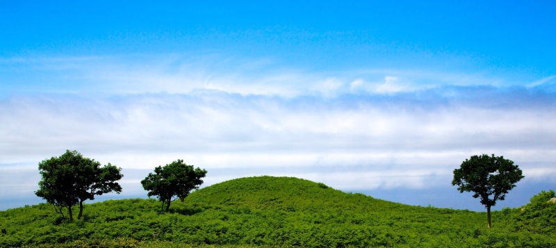 summer, field, tree, green grass, Hokkaido, Japan, grass, trees, sky, grass field, nature, landscape, green, 2K, outdoors