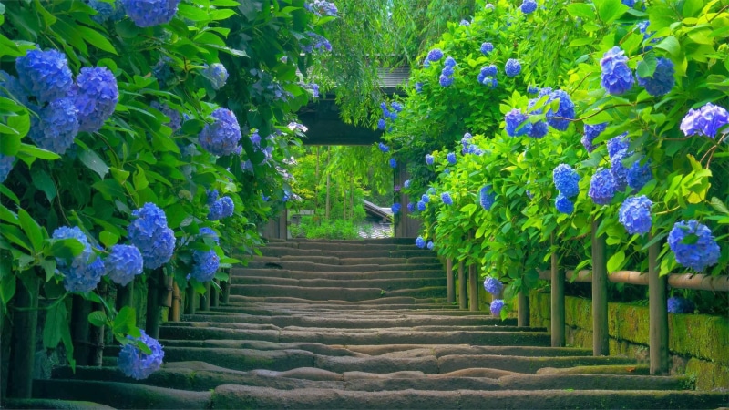 natural, hydrangeas, 1080P, beautiful, green, blue