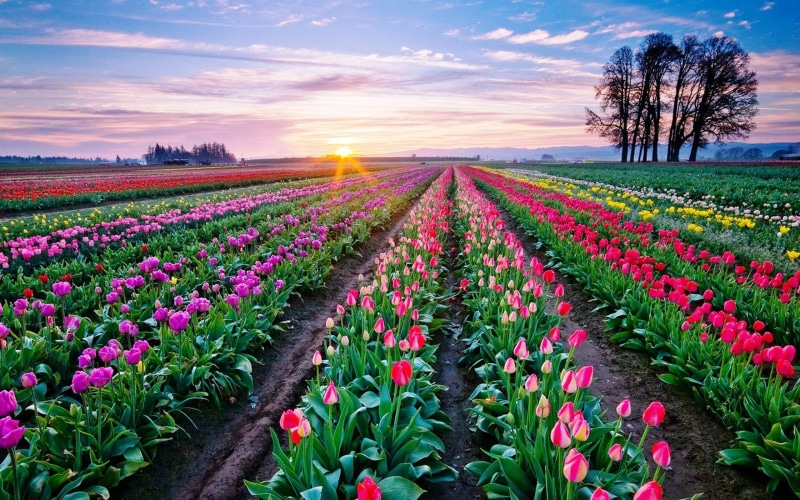 beautiful, 2K, tulips, background, desktop