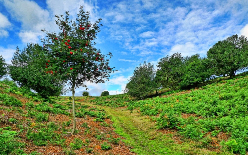 green color, cloud - sky, landscape, land, environment, fruit, tranquil scene, beauty in nature, tranquility, outdoors, sky, day, plant, no people, grass