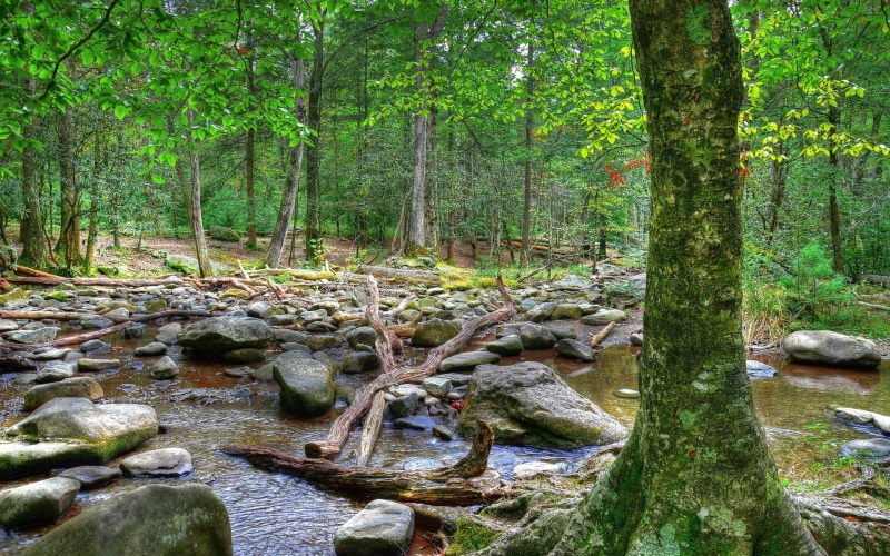 computer background  nature beauty 1920x1200, 1080P