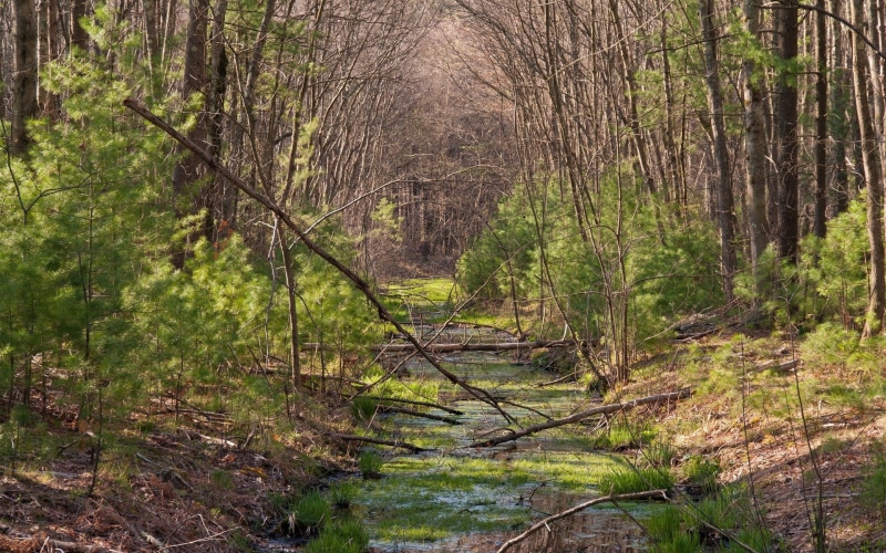 non-urban scene, woodland, beauty in nature, tranquil scene, no people, outdoors, day, direction, forest, computer background  nature beauty 1920x1200
