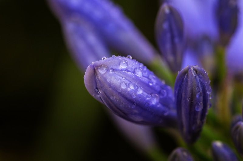 4K, summer, purple, Regen, beauty In Nature, Blume, flower Head, nature, raindrops, plant, buds, Sommer, close-up, petal, photo, springtime, macro, outdoor