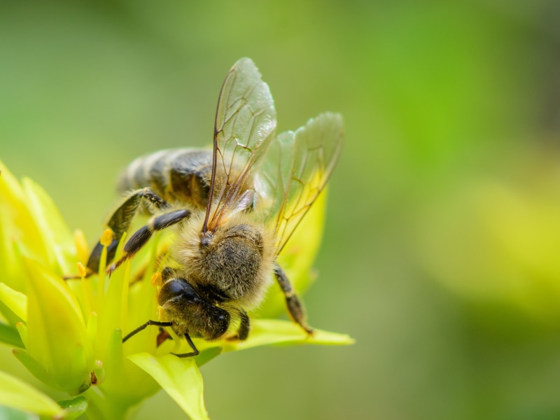 Blume, day, work, honey, Honey bee, depth of field, macro photography, Makro, bee, macro, pollination, green, Bienen, time, animal, animals, Natur, nectar