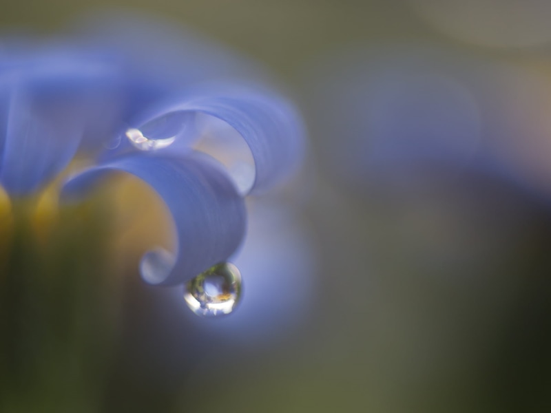 Frühling, Spring, Blume, 1080P, blue, drop, flower, droplet, curve, close up, Makro, 35mm, macro, nature, abstract, water droplet, blue  drop, water, backgrounds