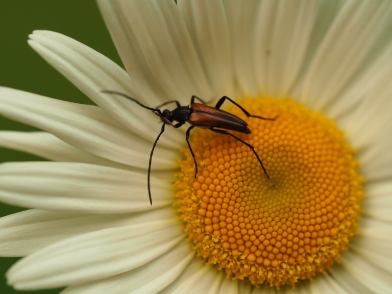 yellow, animal, sunflower, insect, pollen, flower, yellow  daisy, close-up, spring  bloom, 4K, käfer, blume, hairstyle, summer, beetle, macro, longhorn