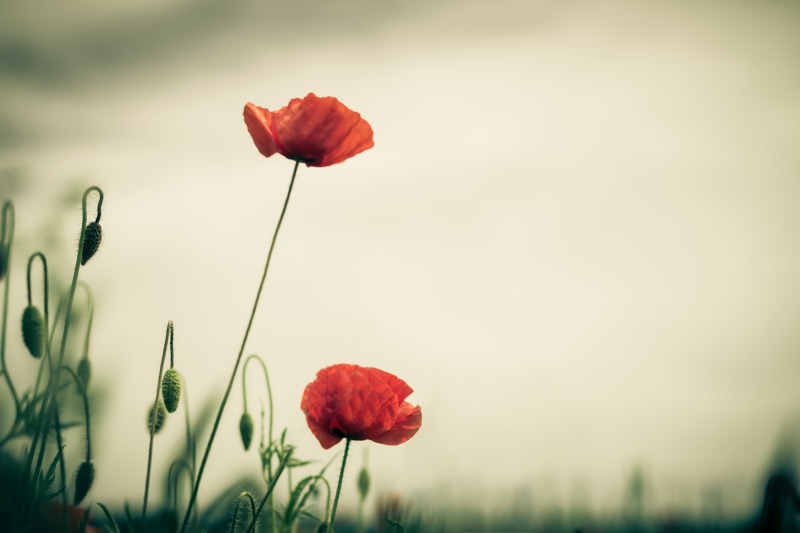 rural Scene, depth, retro, 600d, summer, field, blume, plant, red poppy, beauty In Nature, Mohn, Canon, landscape, flower, Sachsen-Anhalt, depth of field